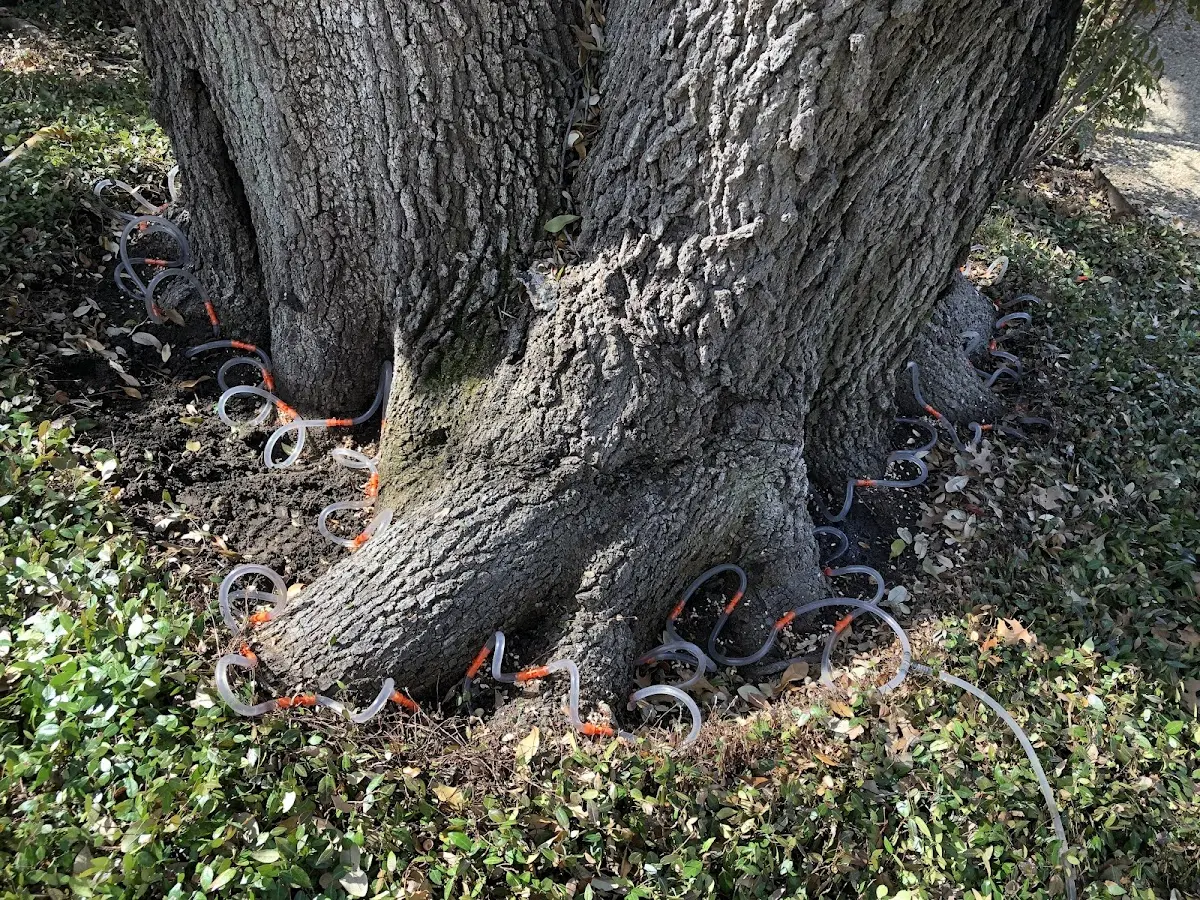Detailed Shrub and Hedge Trimming job site in La Palma