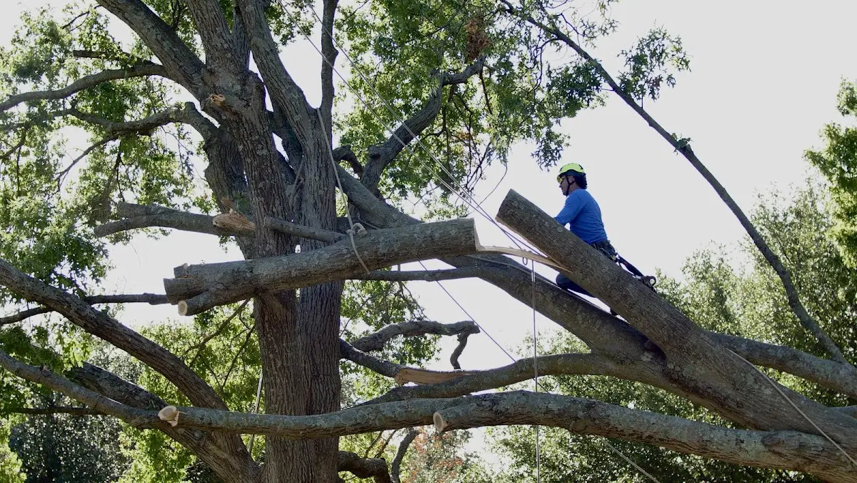 Professional Crown Thinning performed by certified arborists in La Palma