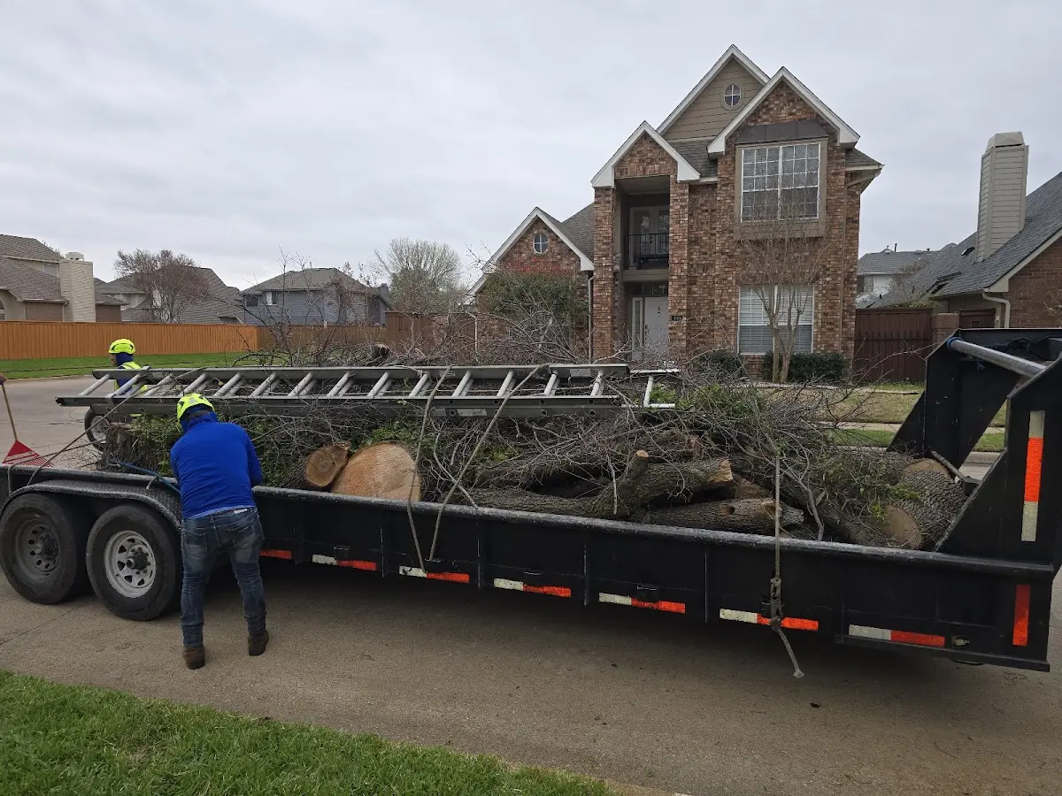Expert Tree Removal with proper safety equipment in La Palma